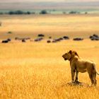 Young male lion - Masai Mara - Kenya