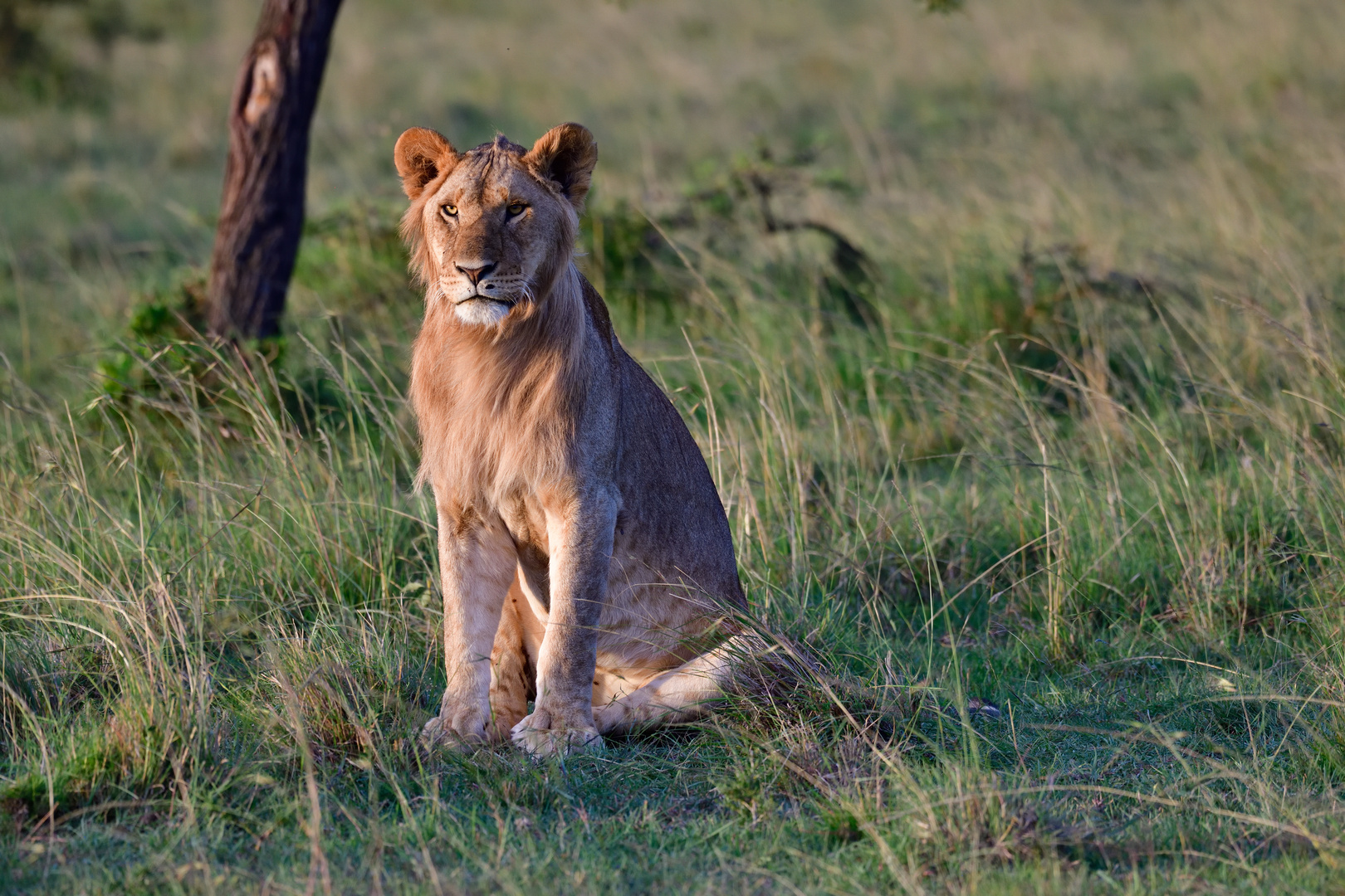 Young male, not angry