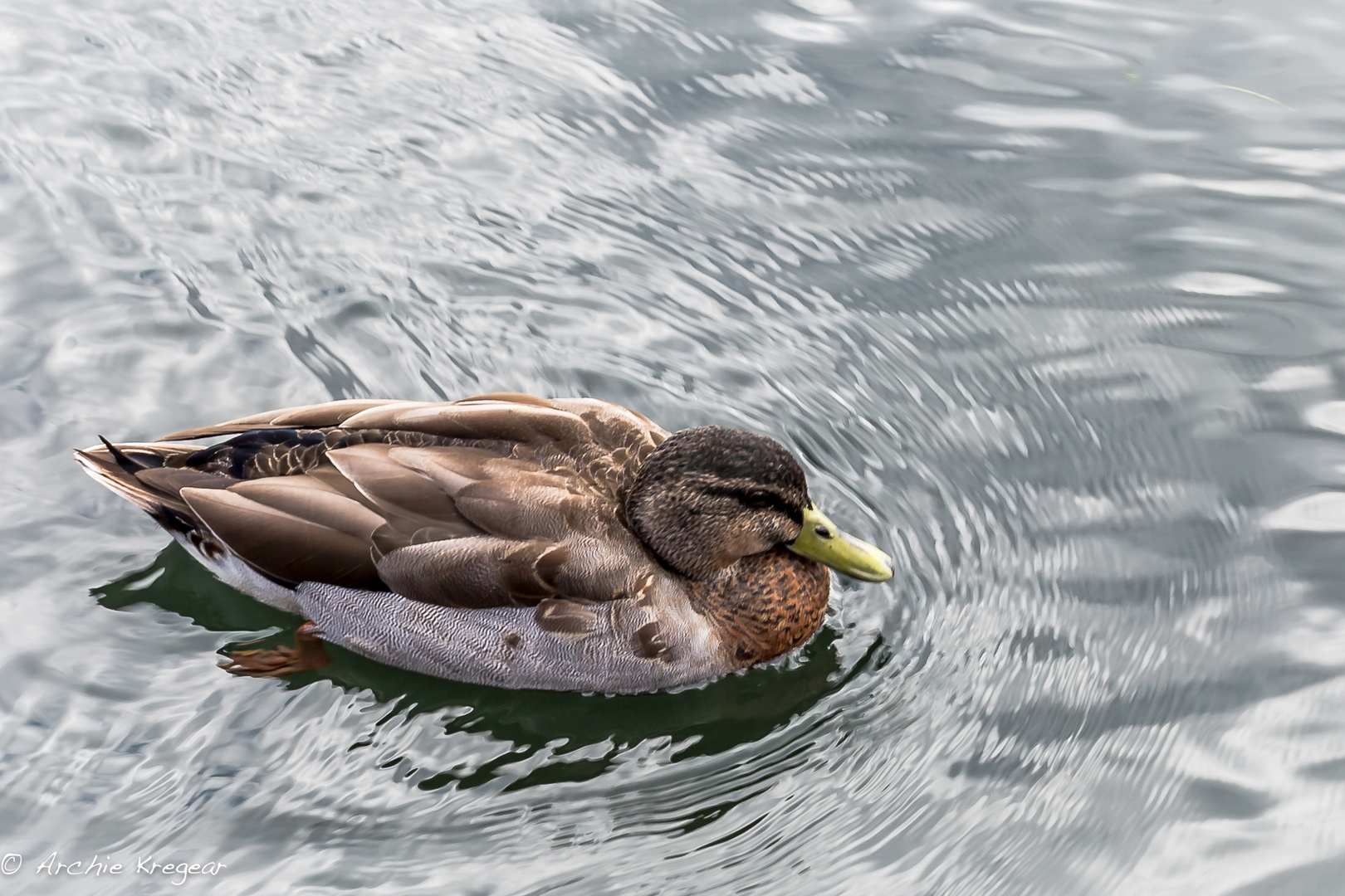 Young Mallard Duck