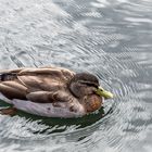 Young Mallard Duck