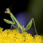 Young Mantis on Yarrow Flower