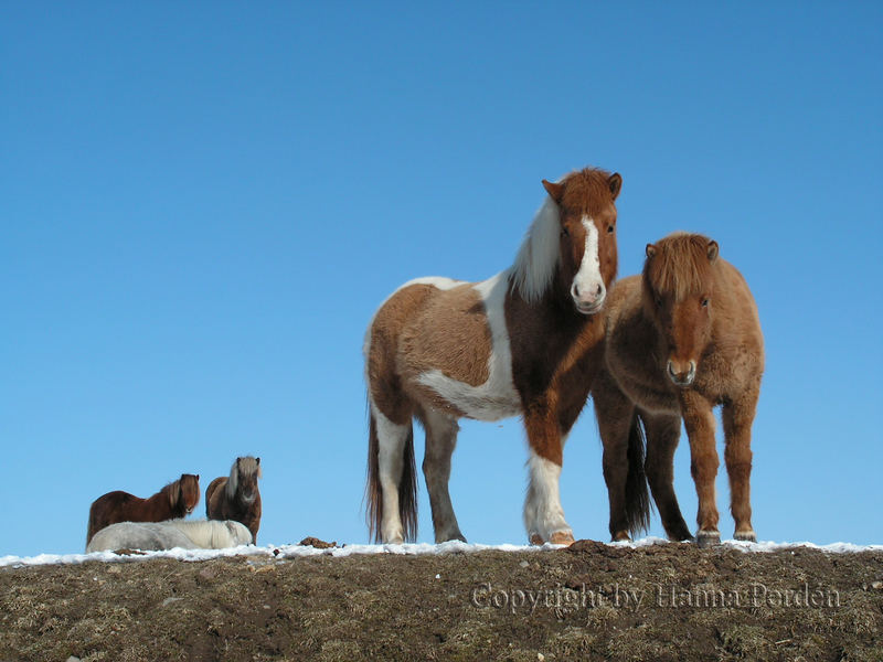 young mares