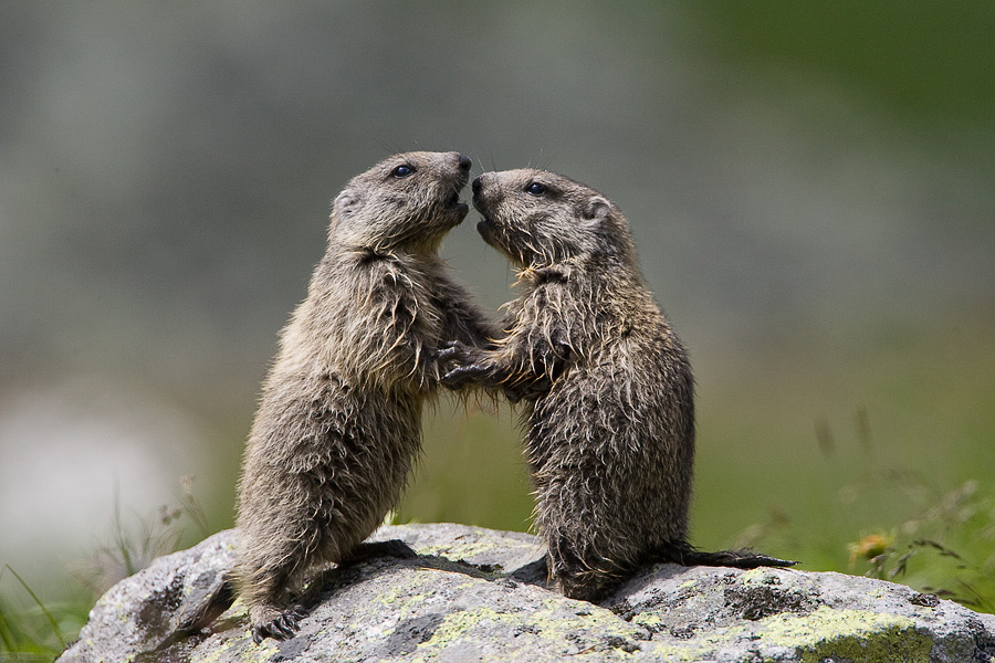 Young marmots