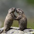 Young marmots