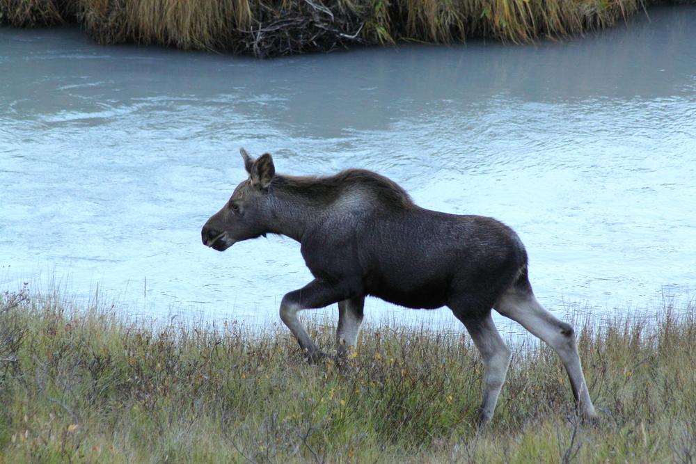 Young moose