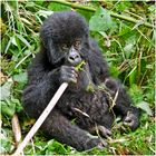 [ Young Mountain Gorilla ]