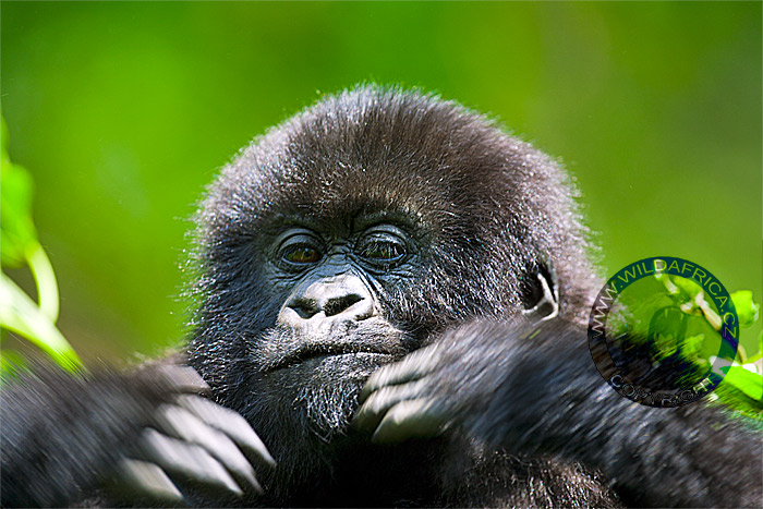 Young mountain gorilla