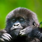 Young mountain gorilla