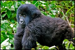 [ Young Mountain Gorilla ]