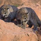 Young mountain lions hunting