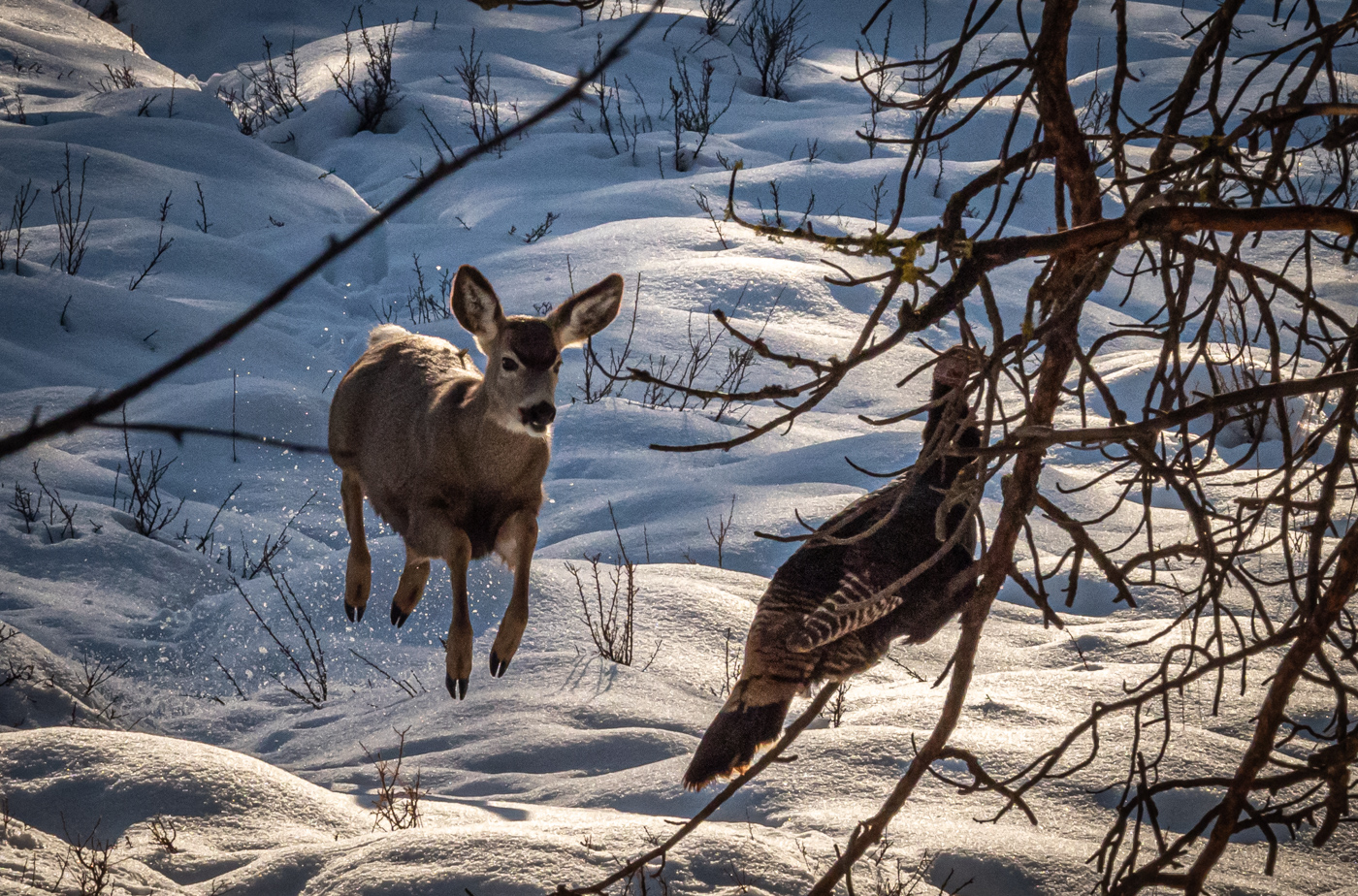 Young Mule Deer and a Turkey in a tree