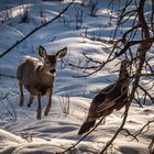 Young Mule Deer and a Turkey in a tree