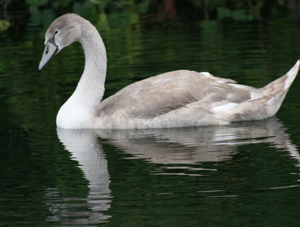 Young Mute Swan