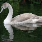 Young Mute Swan