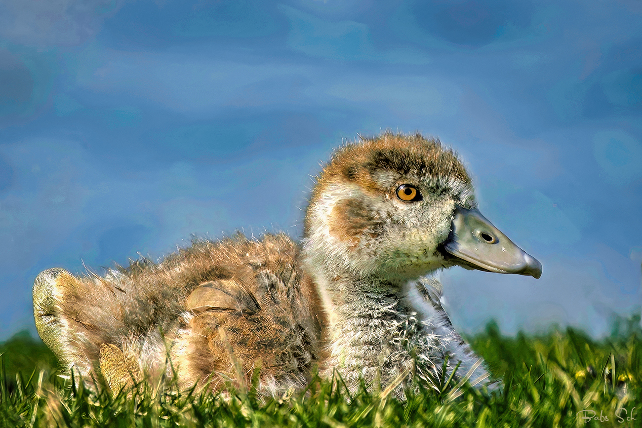 young Nile goose