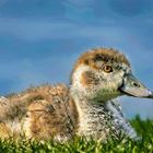 young Nile goose