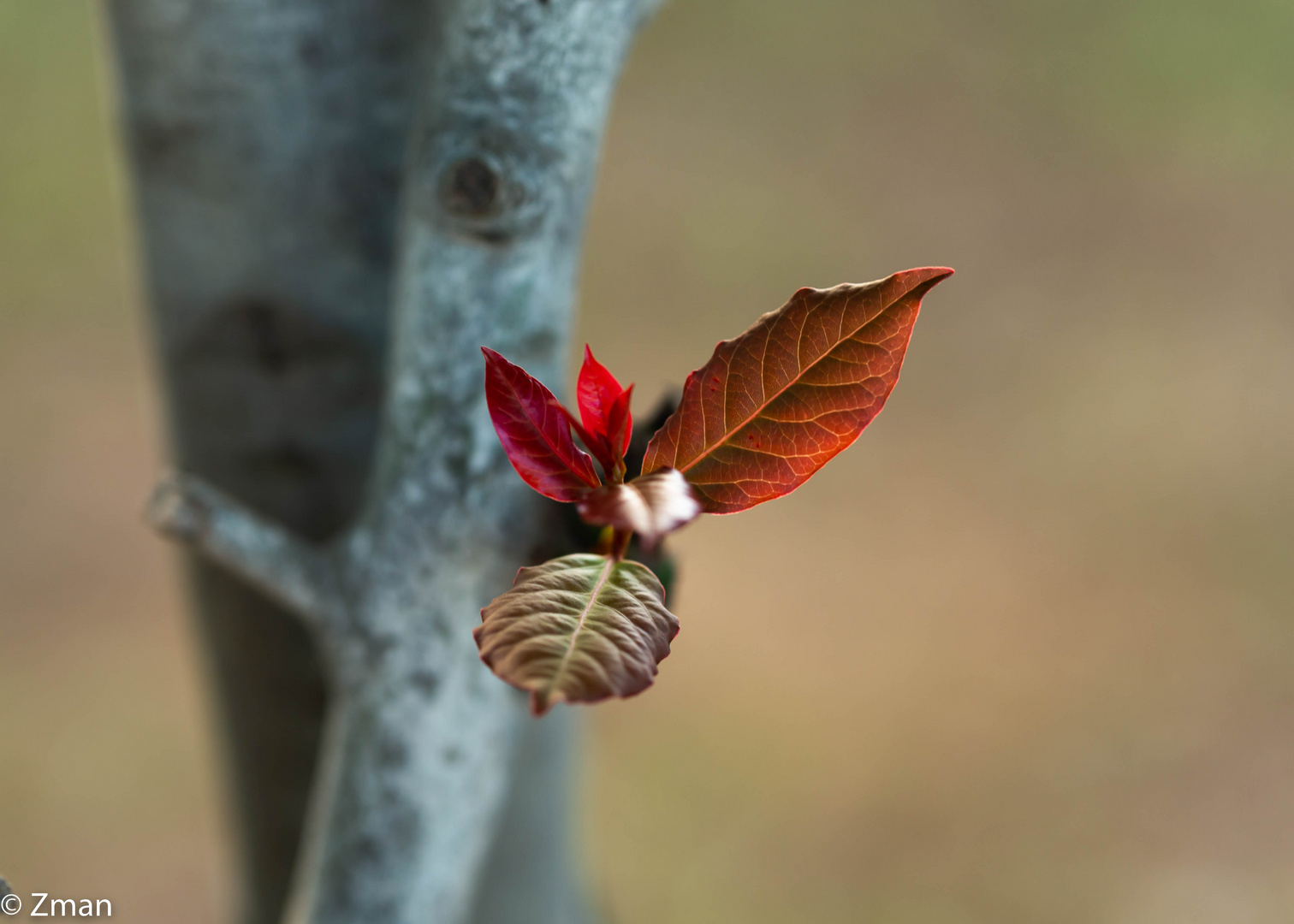 Young Oak Leaves