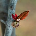 Young Oak Leaves