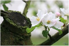 young & old on an appletree