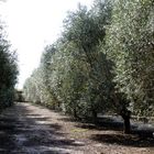 YOUNG OLIVE FOREST-ISRAEL