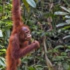 young orangutan in junge of  borneo
