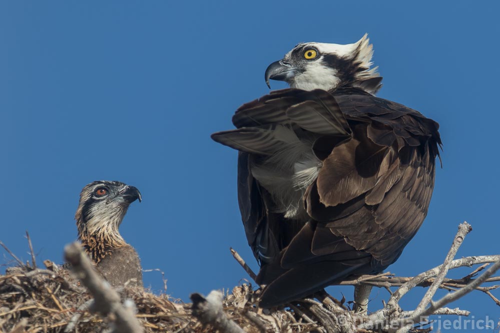 Young Osprey