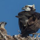 Young Osprey