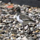 Young oystercatcher..