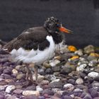 Young oystercatcher (2) ..