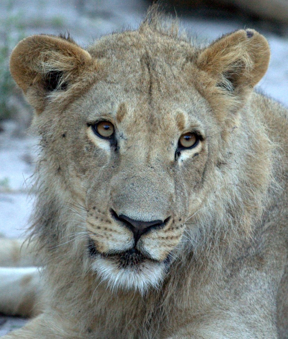 Young Panthera Leo