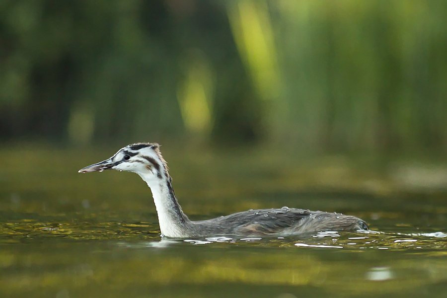 Young Podiceps cristatus