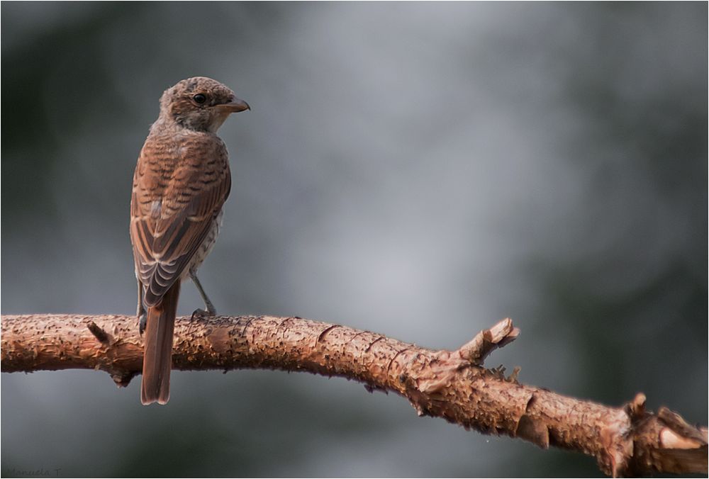 Young Red-backed shrike