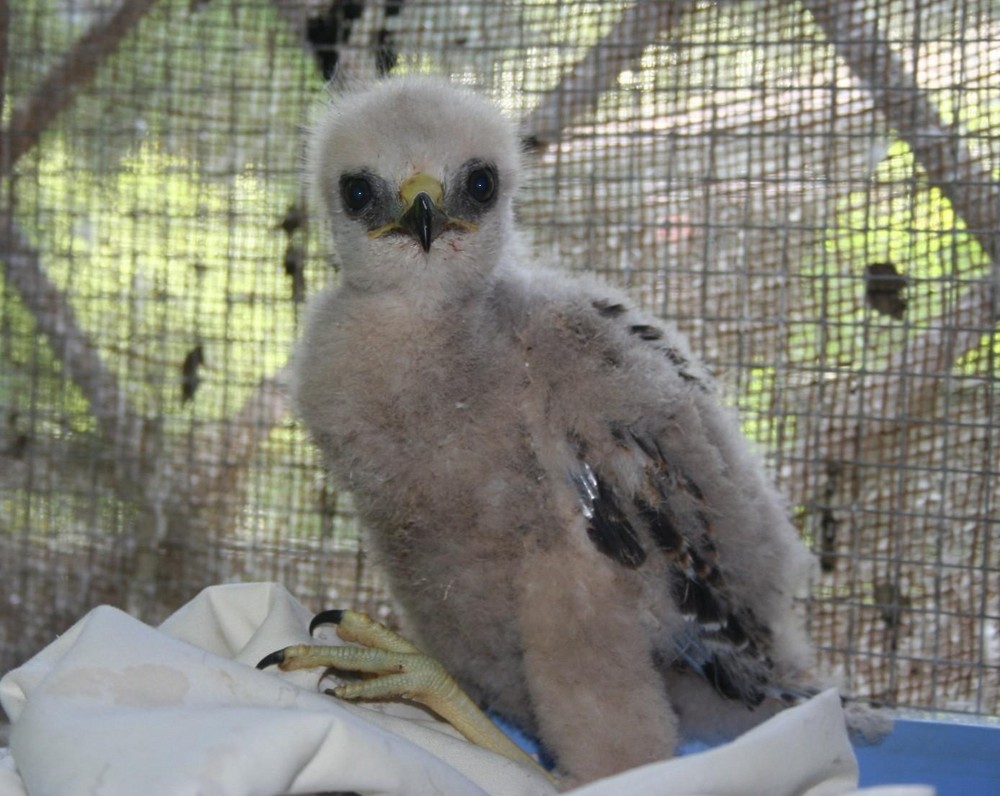 Young Red-shouldered hawk