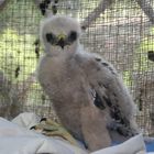 Young Red-shouldered hawk