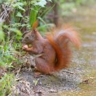 Young Red Squirrel