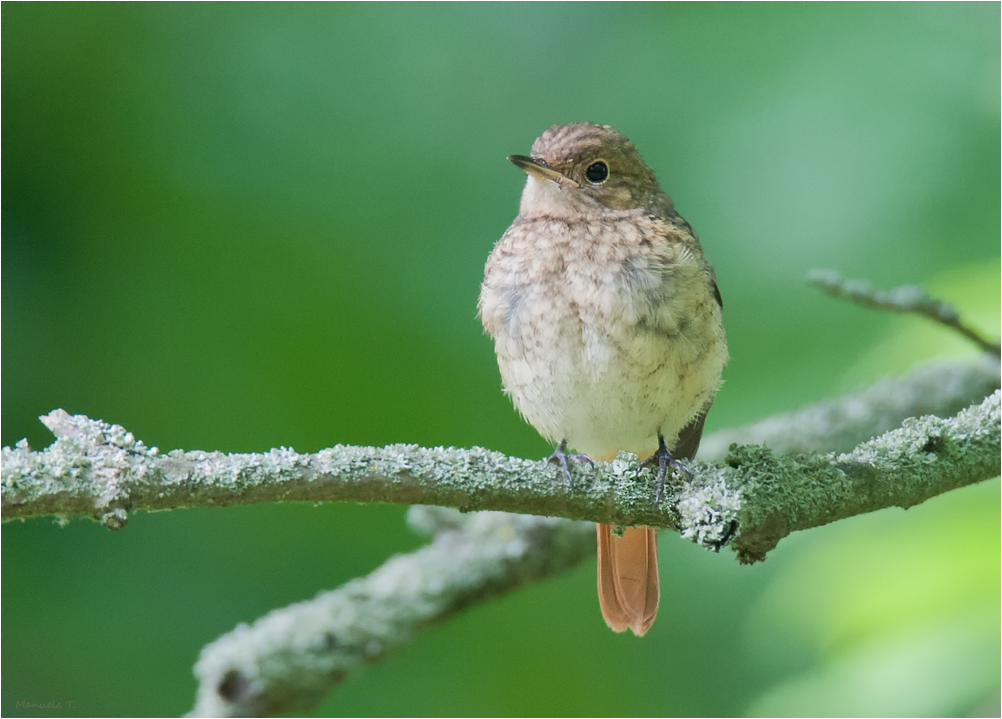 Young redstart