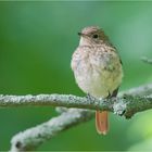 Young redstart