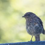 Young Robin