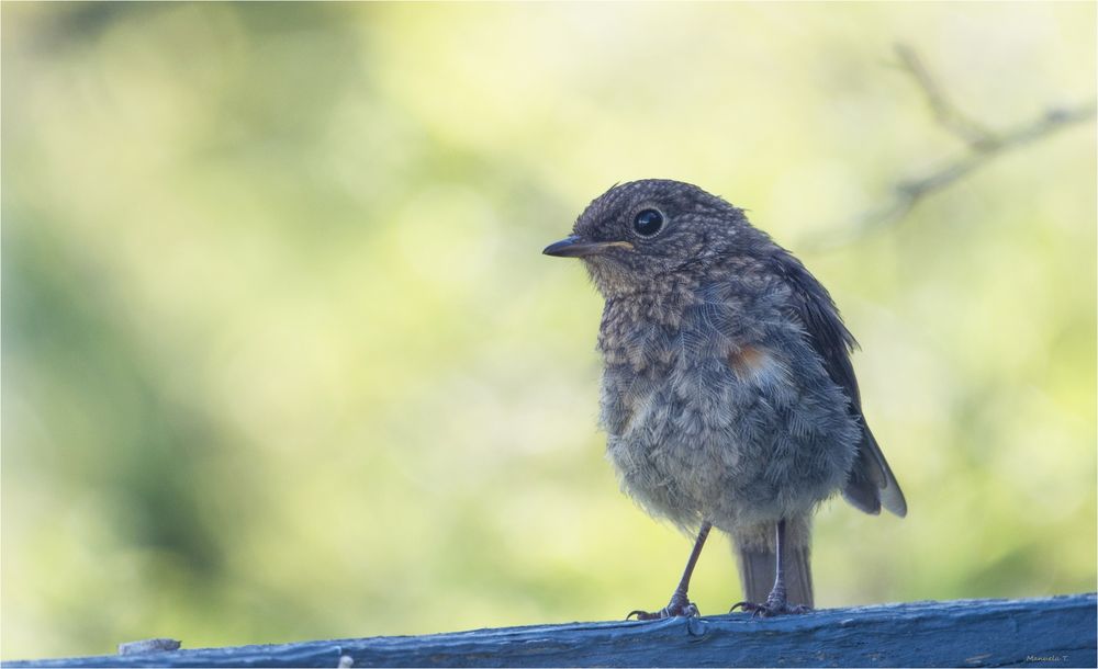 Young Robin