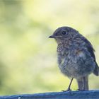 Young Robin