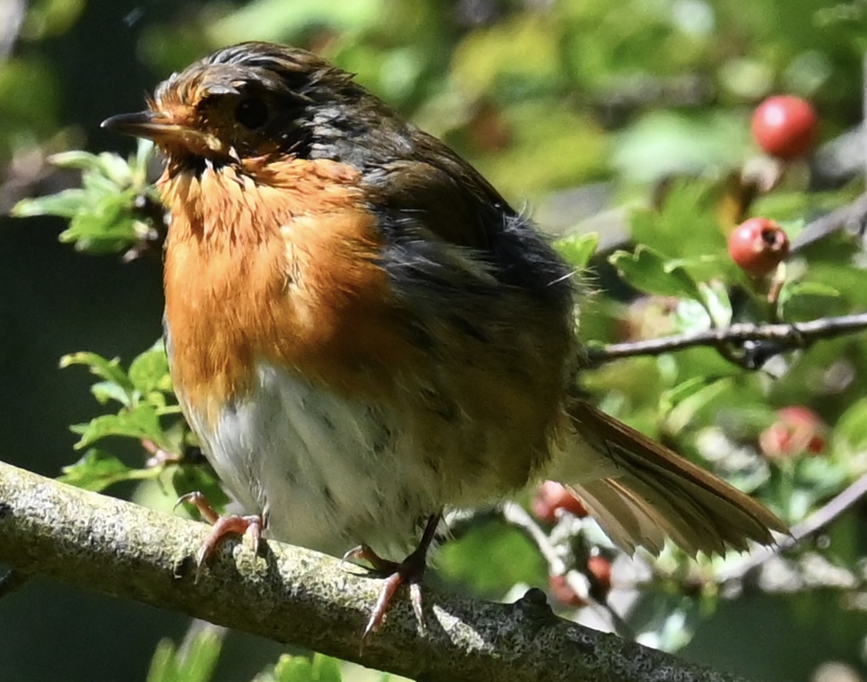 Young Robin