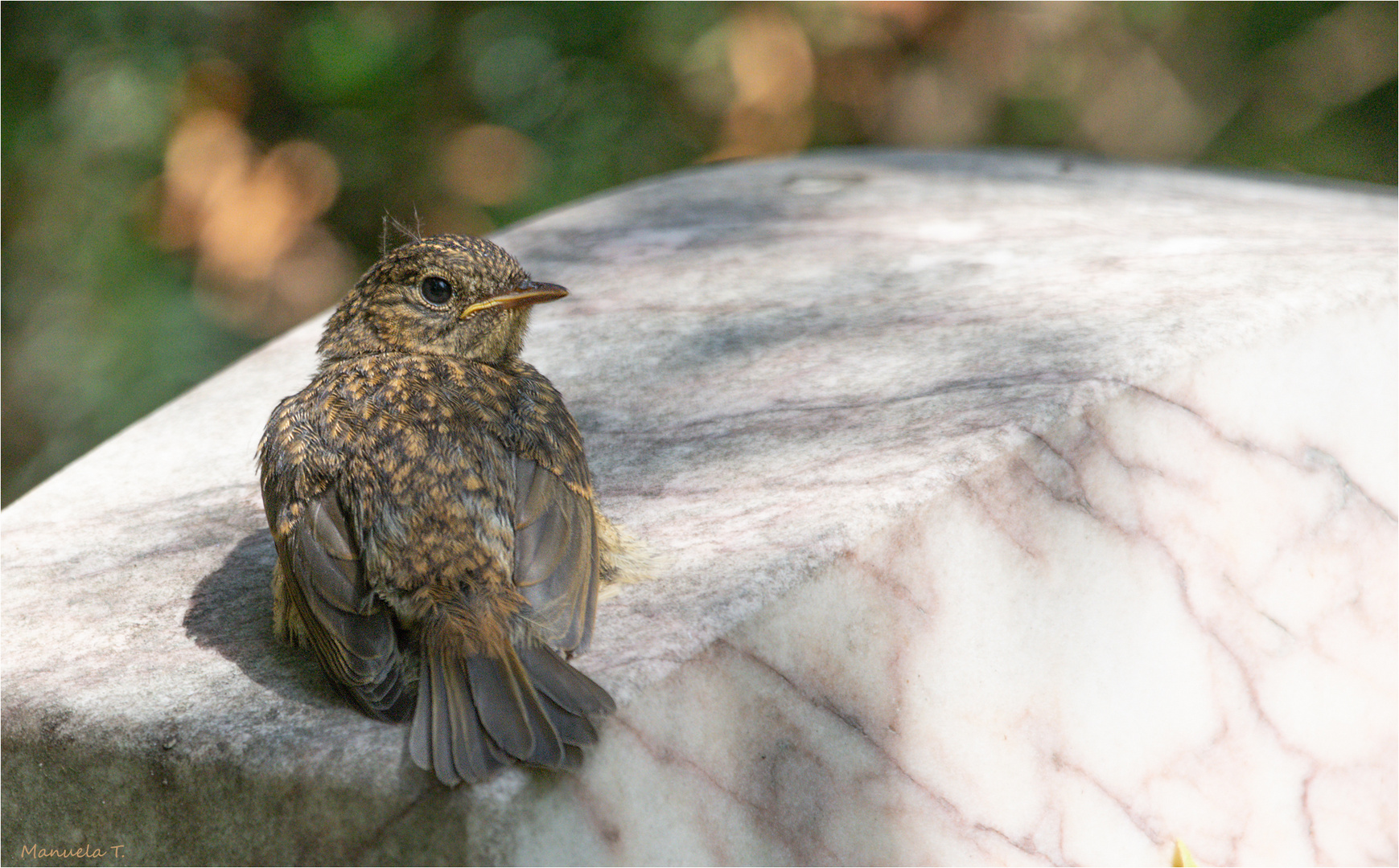 young  Robin