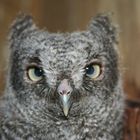 young screech owl