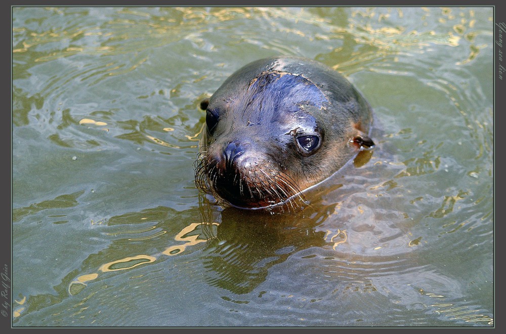 Young sea lion