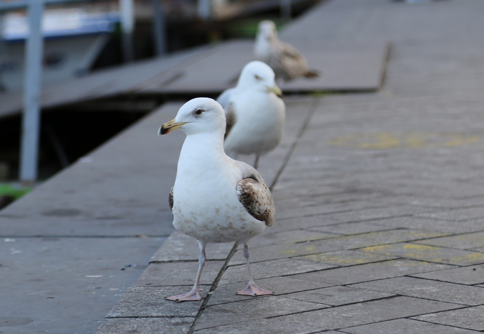 Young Seagulls