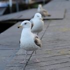 Young Seagulls