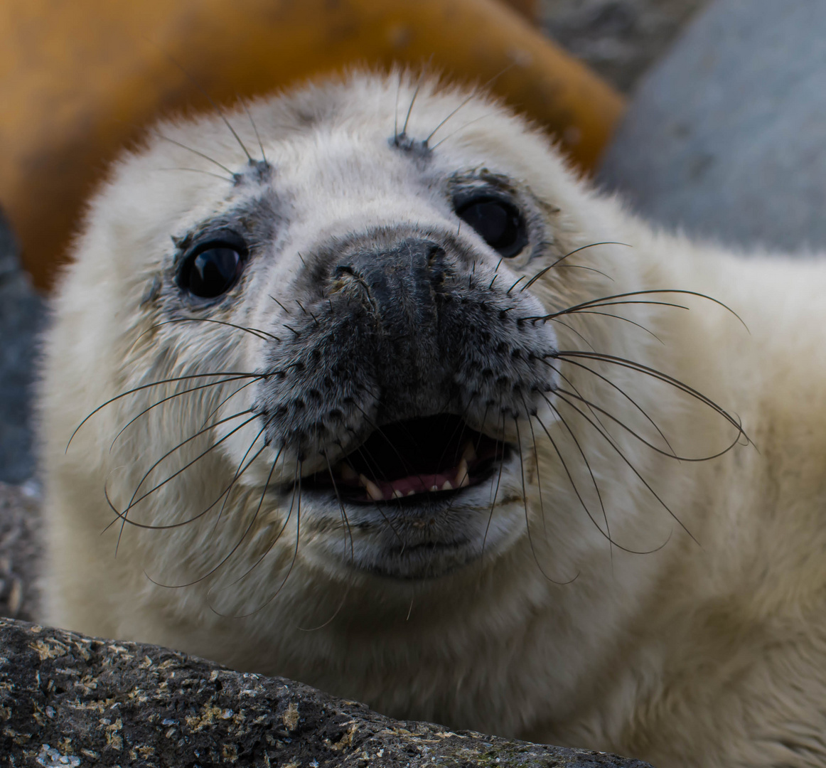 Young seal