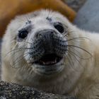 Young seal