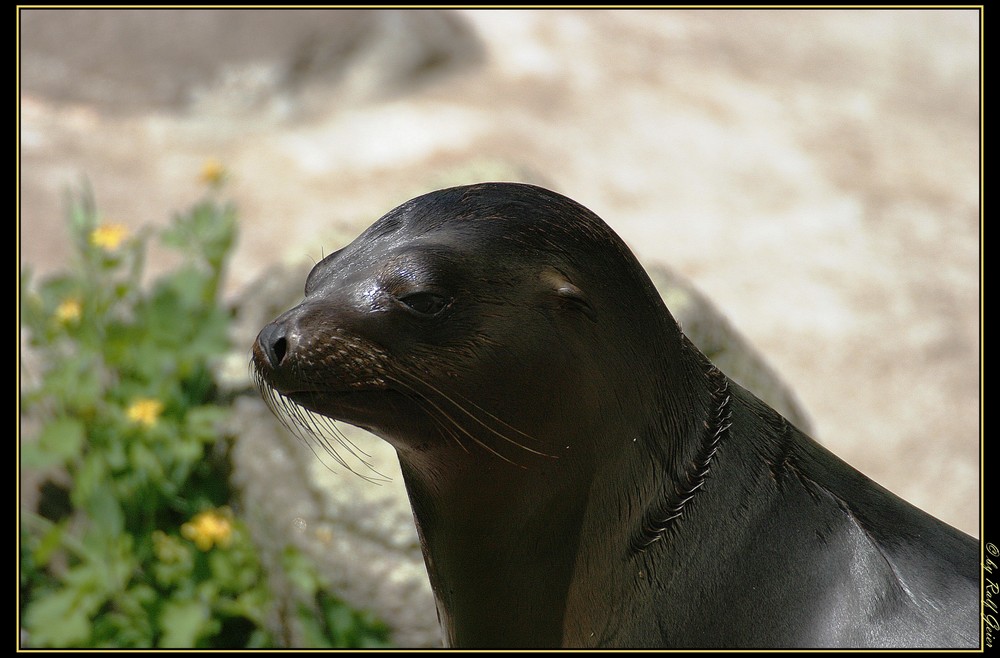 Young Sealion