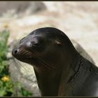 Young Sealion